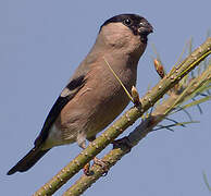 Eurasian Bullfinch