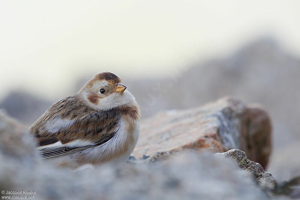 Snow Bunting male adult post breeding