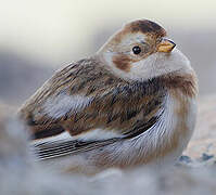 Snow Bunting