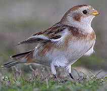 Snow Bunting