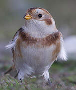 Snow Bunting