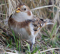 Snow Bunting