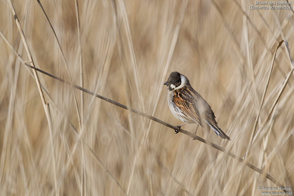 Common Reed Bunting male adult breeding, identification