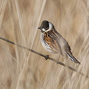 Common Reed Bunting