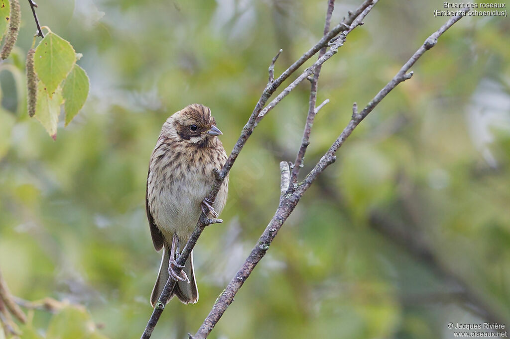 Bruant des roseaux femelle adulte internuptial, identification