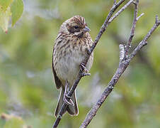 Common Reed Bunting