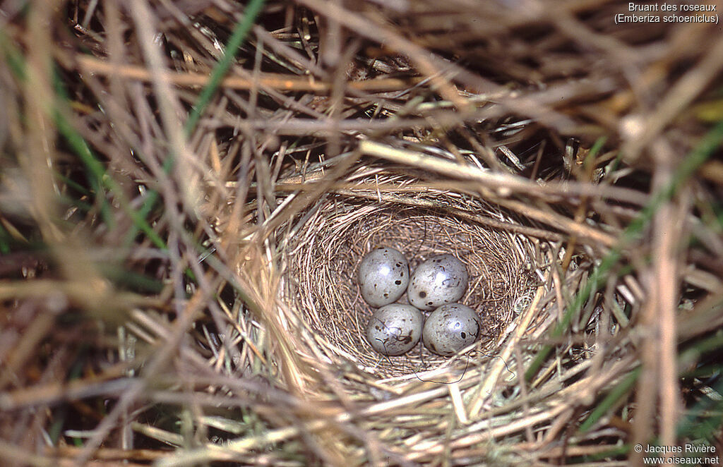 Common Reed Bunting, identification, Reproduction-nesting