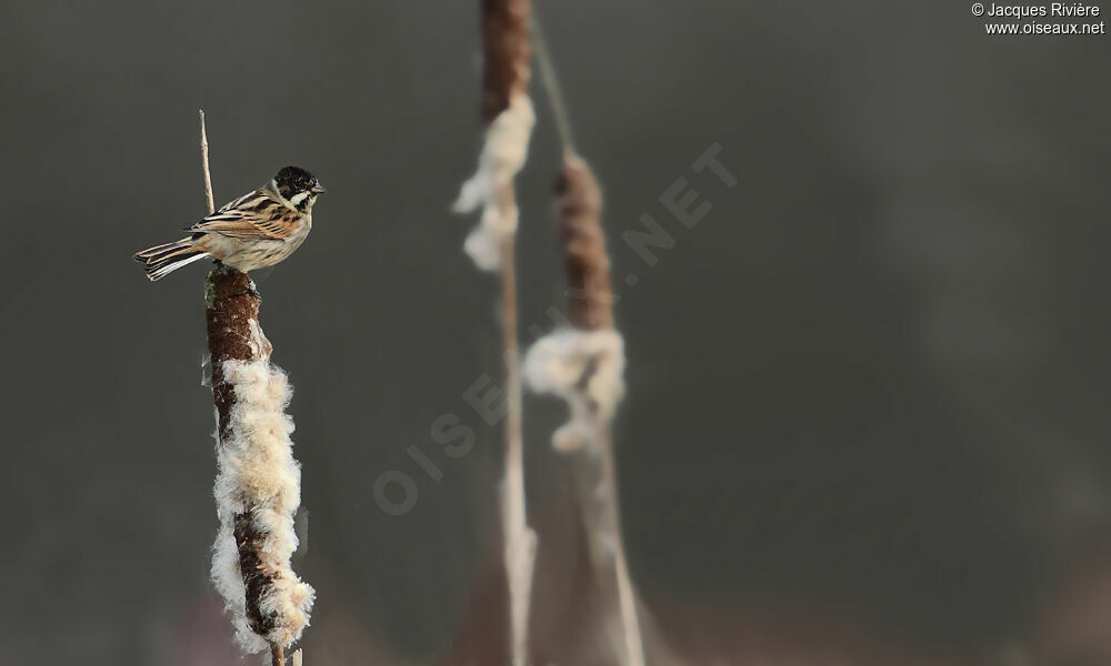 Common Reed Bunting male