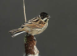 Common Reed Bunting