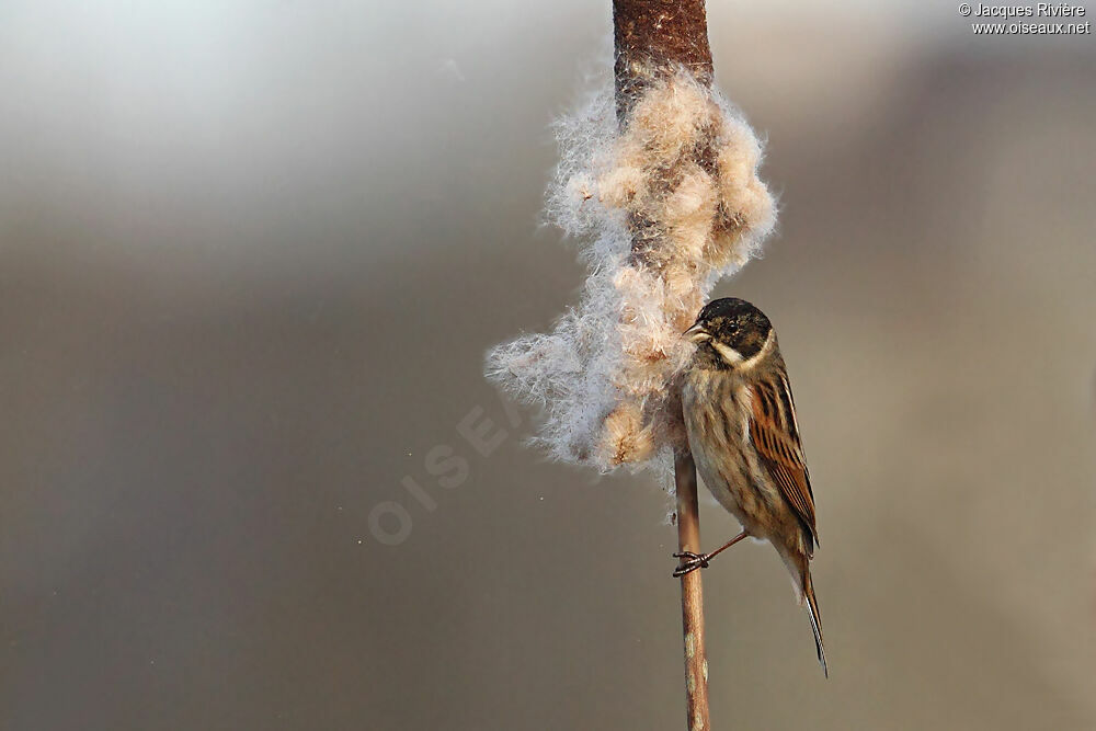 Common Reed Bunting male adult breeding