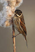 Common Reed Bunting