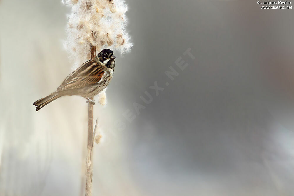 Common Reed Bunting male adult breeding