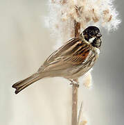 Common Reed Bunting