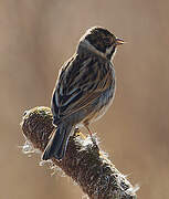 Common Reed Bunting