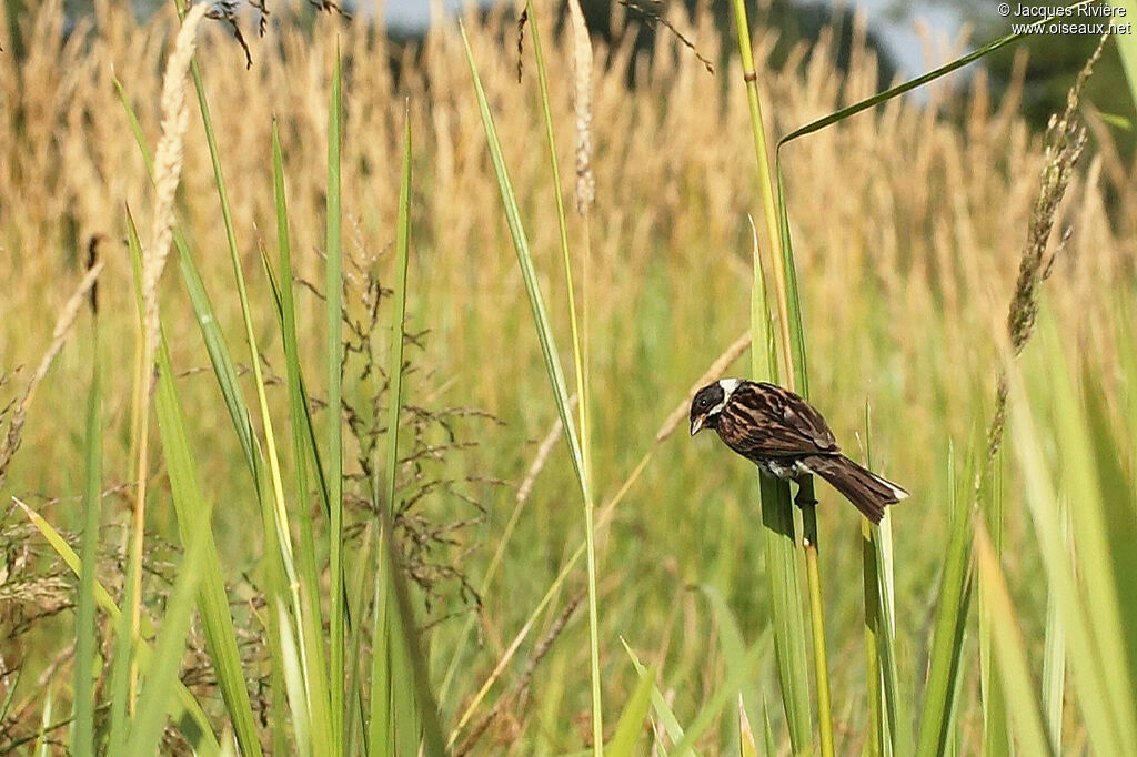 Common Reed Bunting female adult breeding