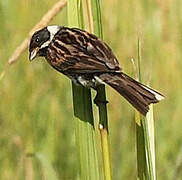 Common Reed Bunting