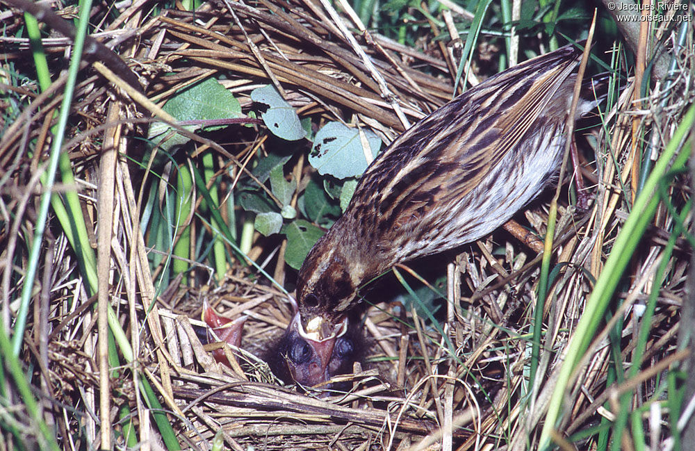 Common Reed Bunting female adult breeding, Reproduction-nesting