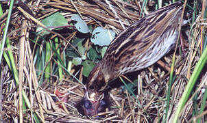 Common Reed Bunting