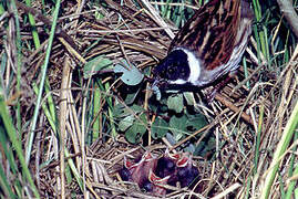 Common Reed Bunting