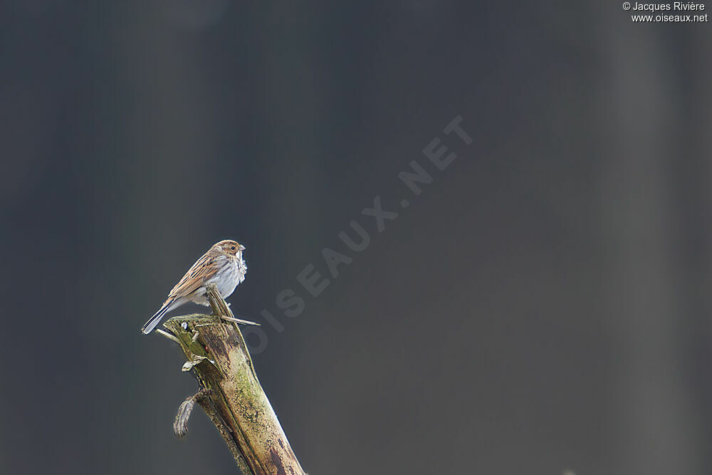 Bruant des roseaux femelle adulte internuptial