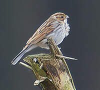 Common Reed Bunting