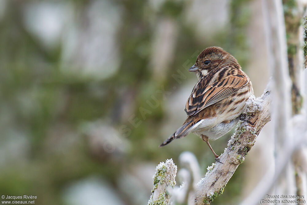 Common Reed Bunting female adult