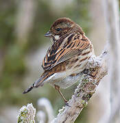 Common Reed Bunting