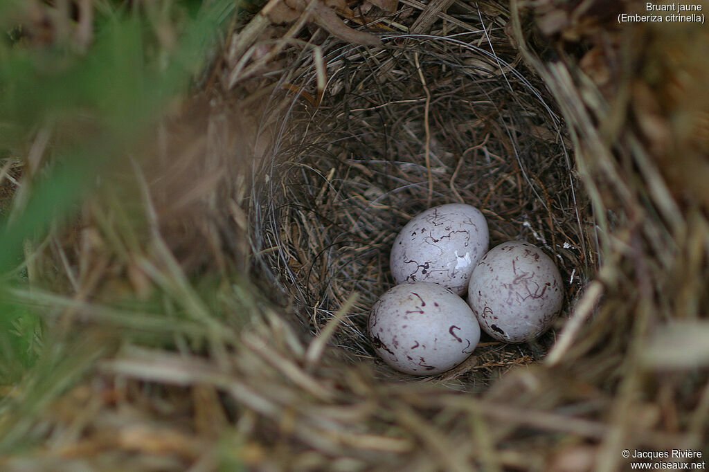 Yellowhammer, identification, Reproduction-nesting