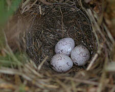 Yellowhammer