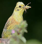 Yellowhammer