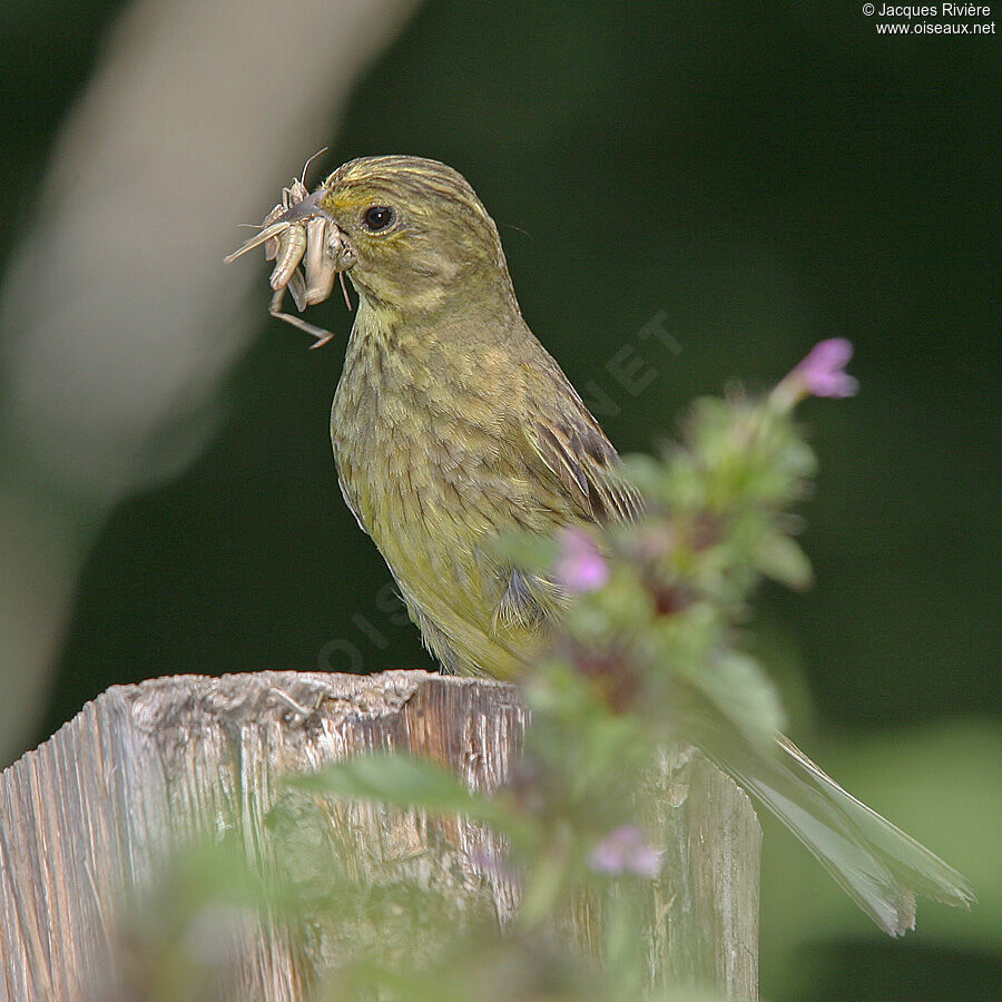 Bruant jaune femelle adulte nuptial