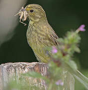 Yellowhammer