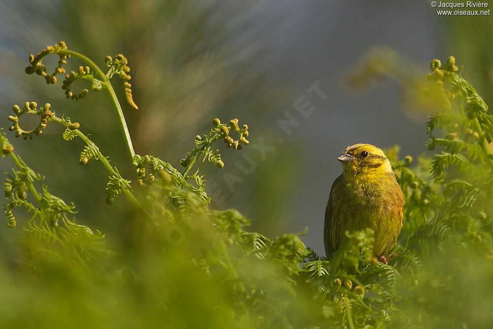 Yellowhammer male adult breeding