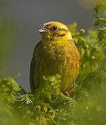 Yellowhammer