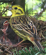 Yellowhammer