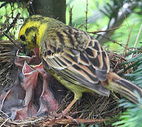 Yellowhammer