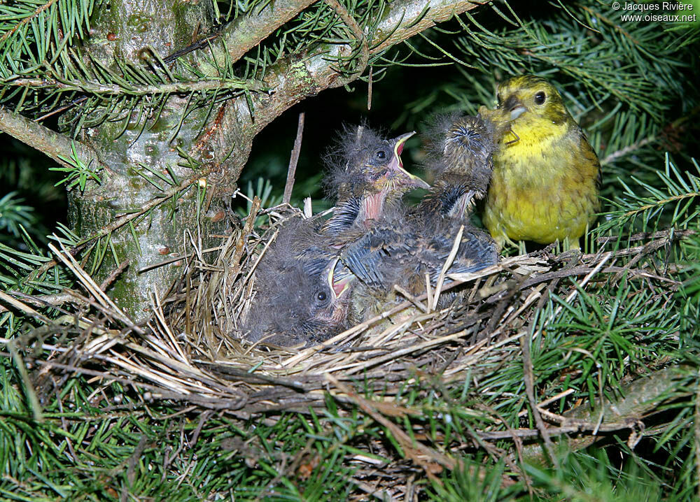 Bruant jaune femelle adulte nuptial, Nidification