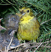 Yellowhammer