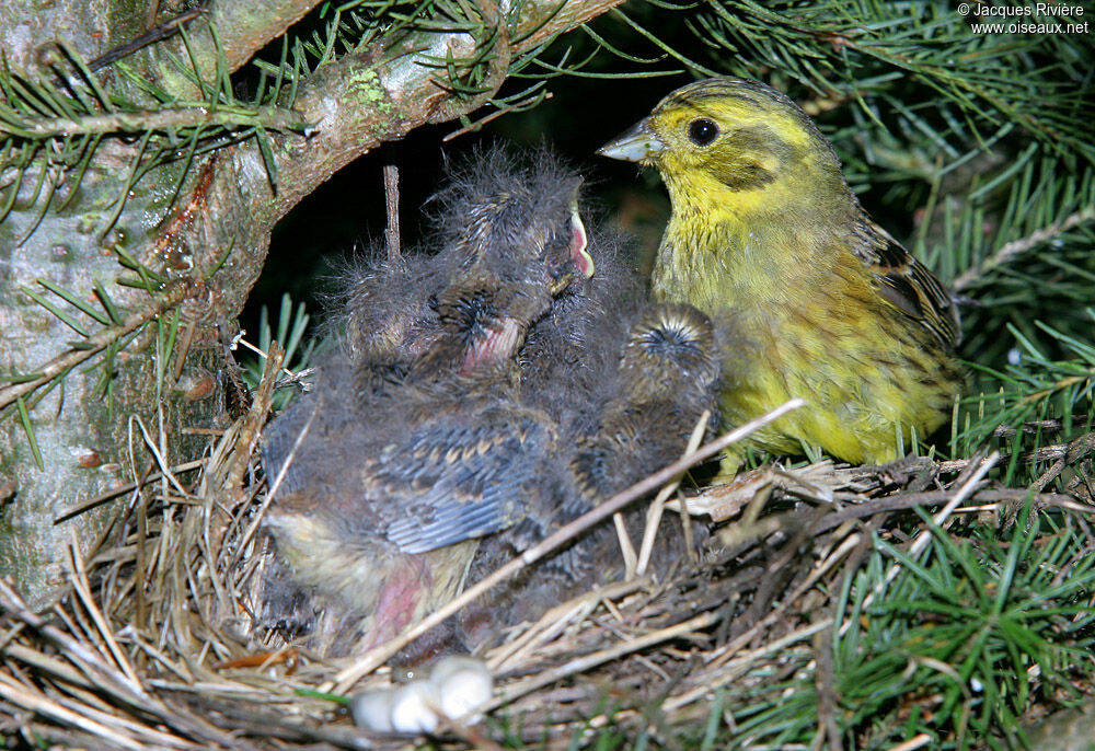 Bruant jaune femelle adulte nuptial