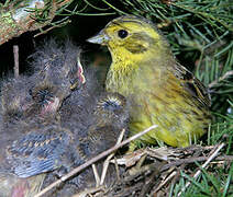 Yellowhammer