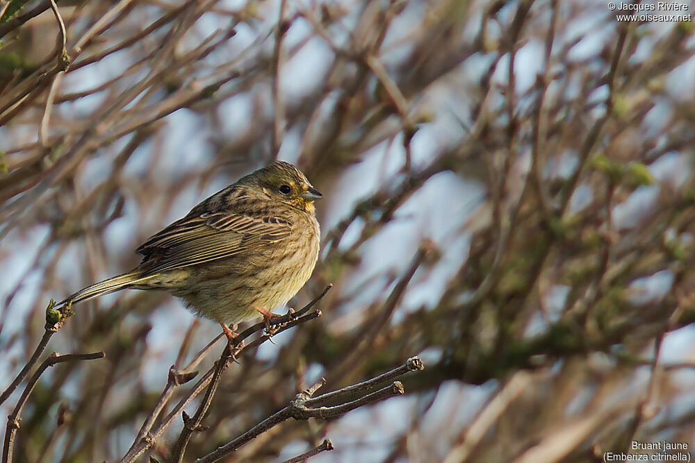 Yellowhammer female adult post breeding