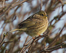 Bruant jaune