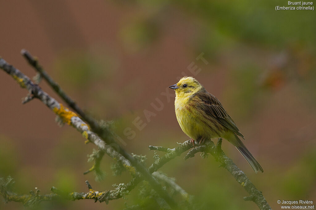 Yellowhammer male adult breeding, identification, song