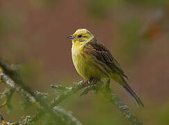 Bruant jaune