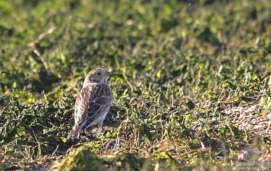 Lapland Longspuradult post breeding