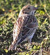 Lapland Longspur