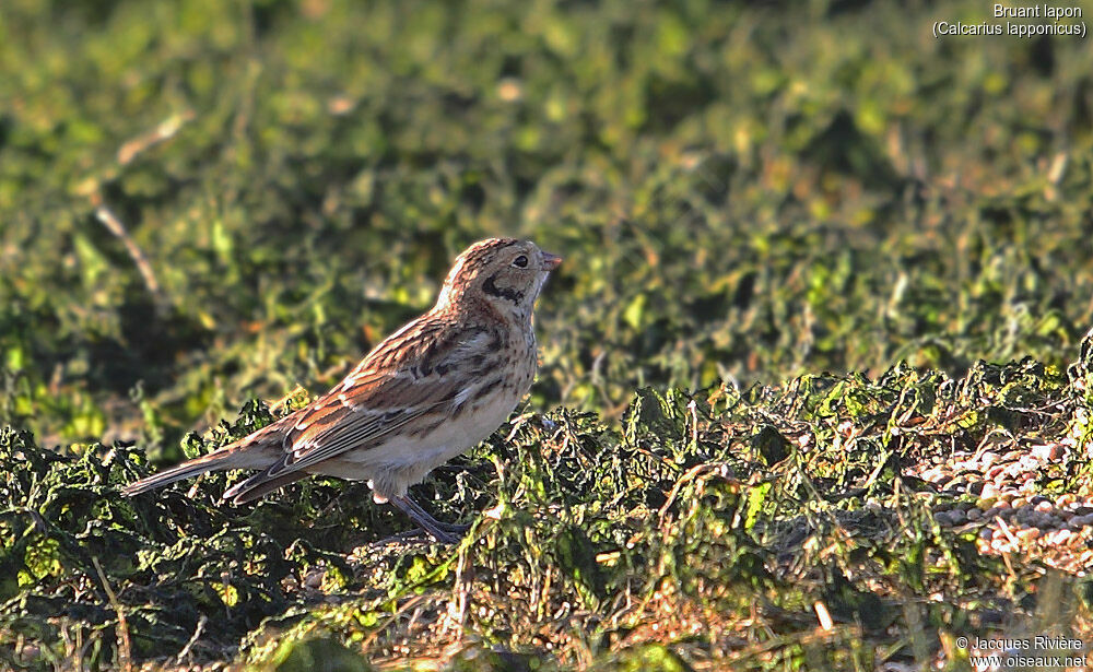 Lapland Longspuradult post breeding