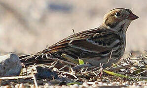 Lapland Longspur