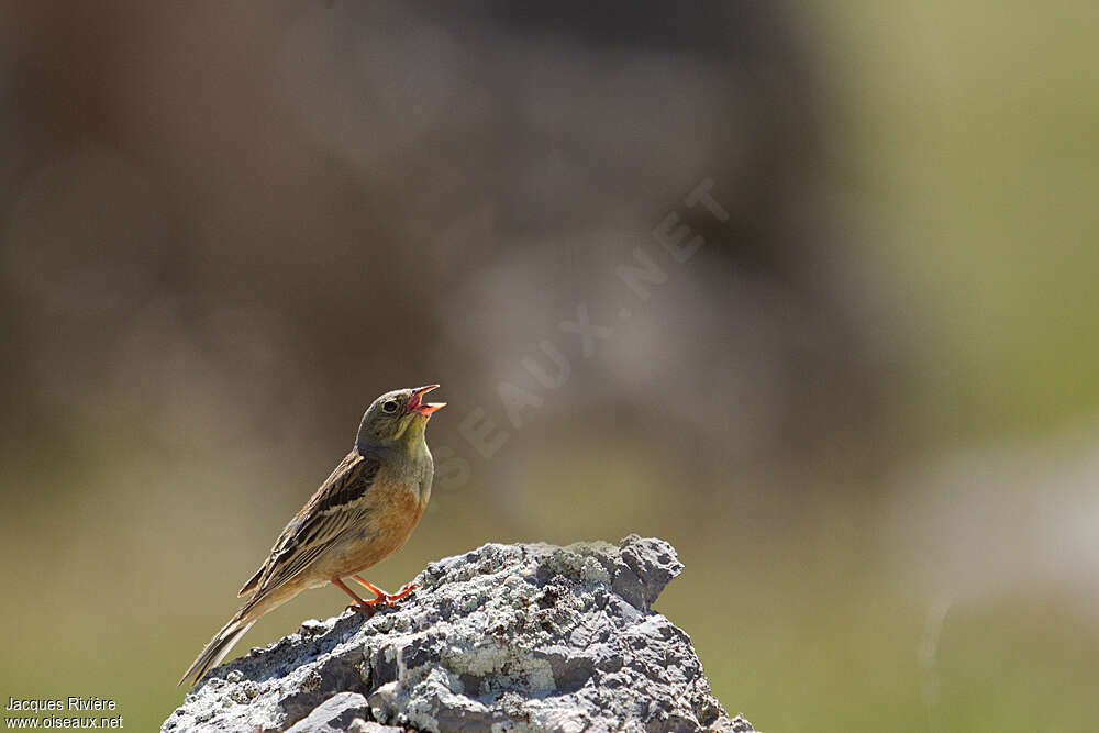 Ortolan Bunting male adult breeding, song