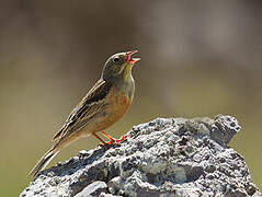 Ortolan Bunting